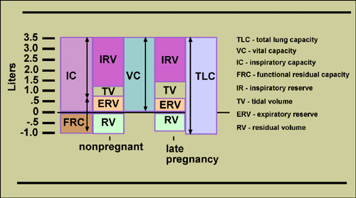 lung volumes