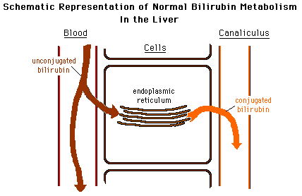 bilirubin conjugation