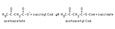 Acetoacetate Activation