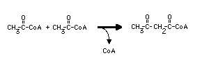 Acetoacetate Synthesis