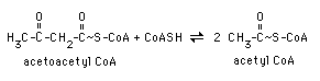 Cleavage to Acetyl CoA