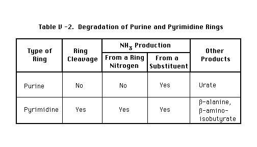 biochemistry review tables purine charts