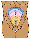 hrmaternal_L06.gif